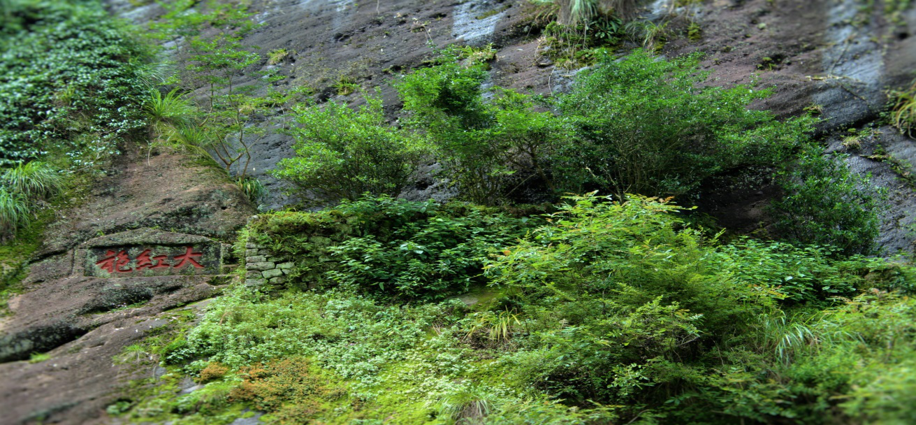 武夷（yí）山之旅